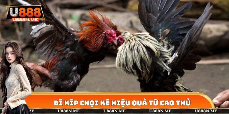 Bí kíp chọi kê bất bại tại trang cược U888