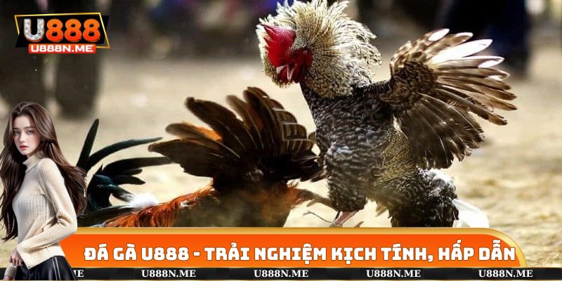 Đá Gà U888 - Trải Nghiệm Các Màn Trình Diễn Kịch Tính Nhất