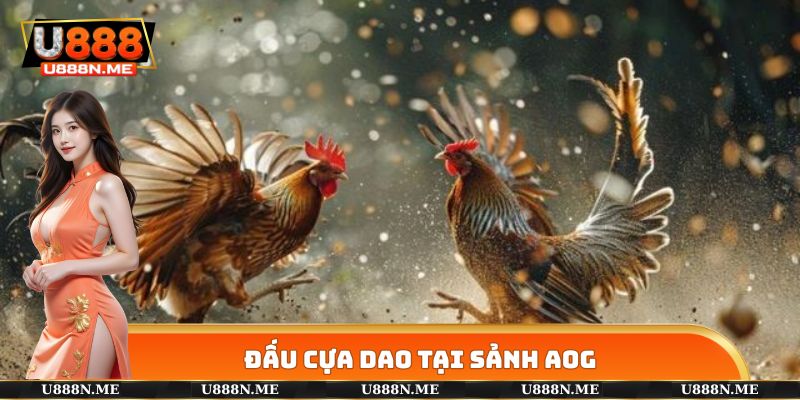 Đấu cựa dao tại sảnh AOG