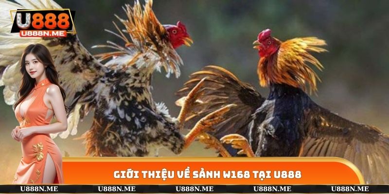 Giới thiệu về sảnh W168 tại U888