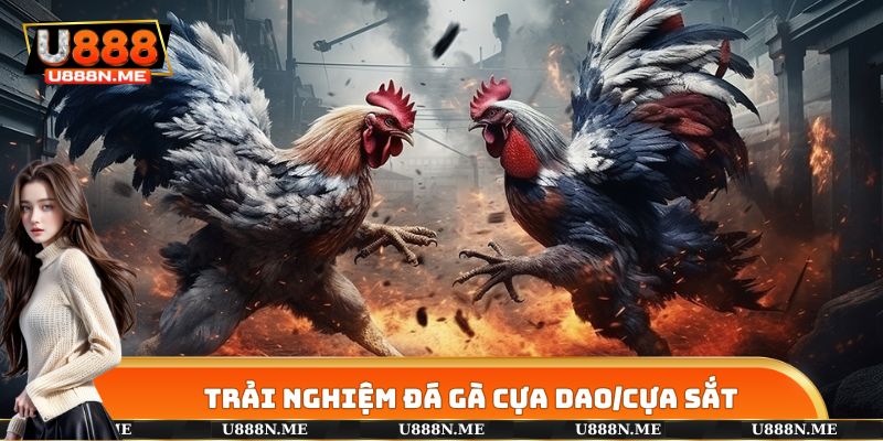 Hình thức chọi kê cựa thu hút người xem