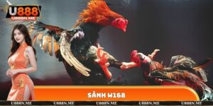 Sảnh W168 - Đơn Vị Cung Cấp Nhiều Trận Đấu Hấp Dẫn 2025
